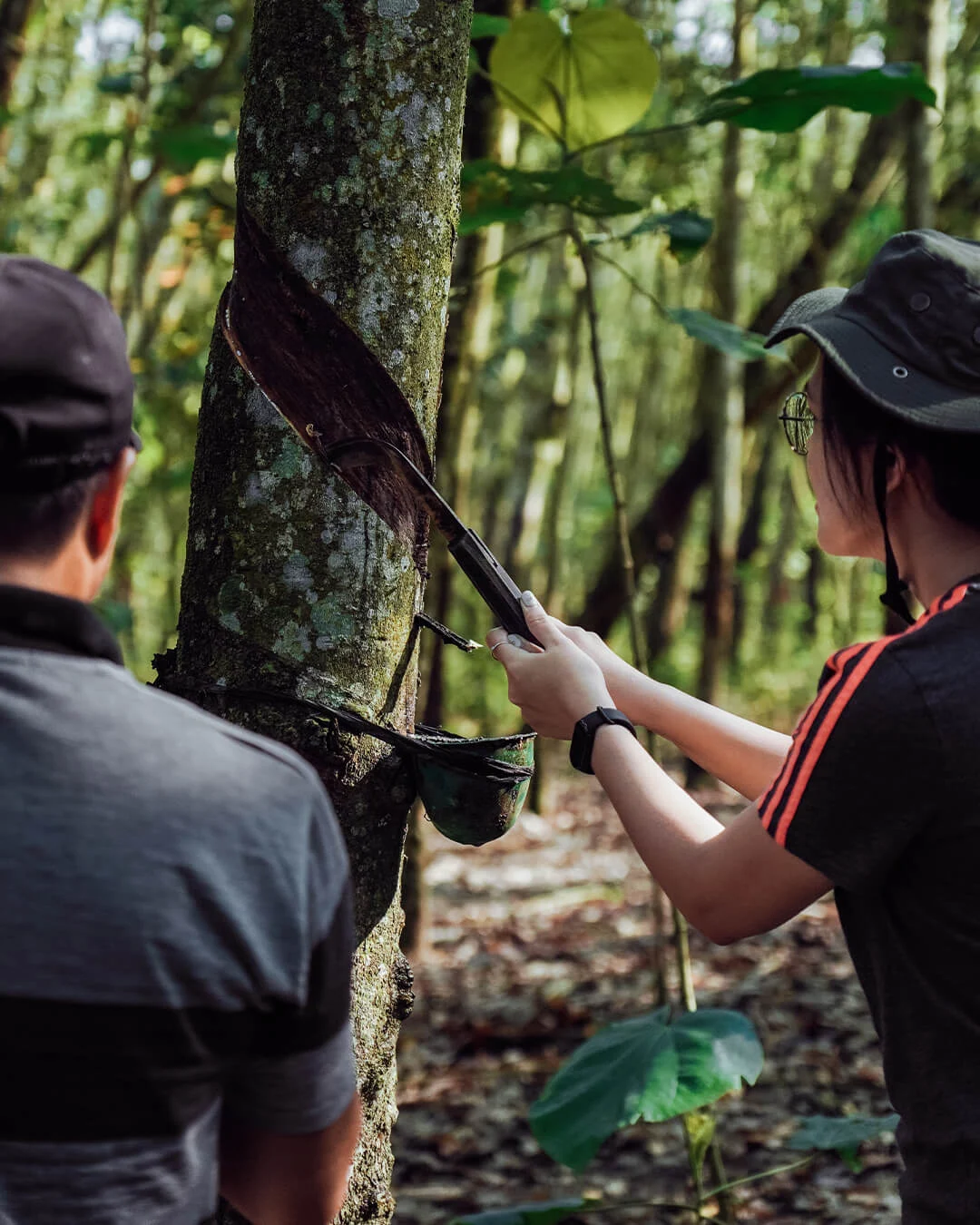 Harvest rubber the traditional way.
