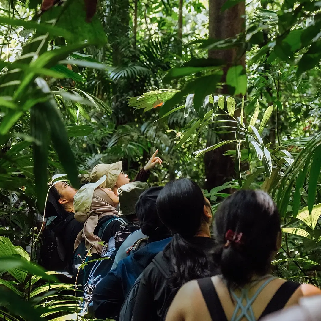 Learn how the forest ecology works.