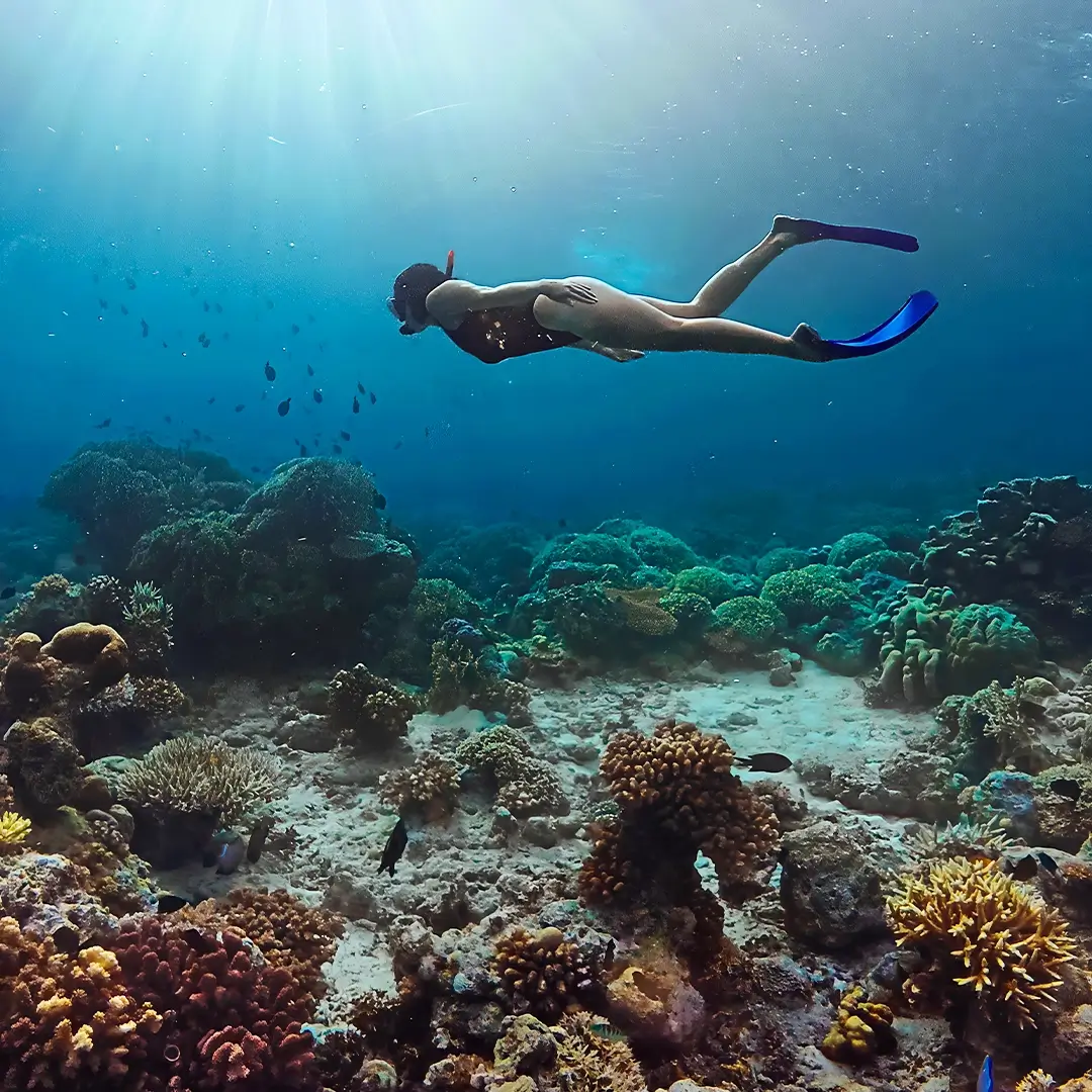 Snorkel vibrant reefs and untouched coral gardens.