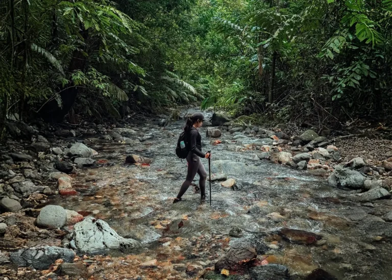 Taste of Wilderness