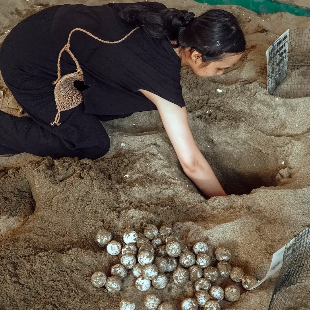 Release hatchlings and learn about conservation.