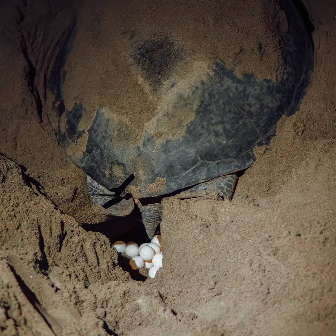 Witness sea turtles nesting at night.