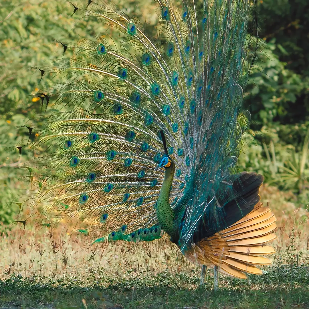 Spot wildlife across savanna landscapes.